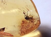 Лот: 25335699. Фото: 2. Янтарь с инклюзом. Коллекционирование, моделизм