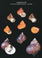 Лот: 2227857. Фото: 2. A Conchological Iconography -... Литература, книги