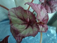 Лот: 3138519. Фото: 4. бегония Inca fare. Красноярск