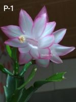 Лот: 14978036. Фото: 4. Декабристы, шлюмбергеры черенки. Красноярск