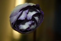 Лот: 4499152. Фото: 3. Глоксиния фиолетовая с крапом... Растения и животные