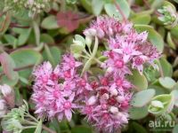 Лот: 2839438. Фото: 4. очитки (седумы). Красноярск