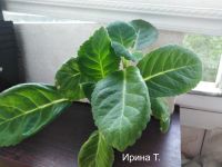 Лот: 14012533. Фото: 2. Глоксиния "ЕН Горошница" - продаётся... Комнатные растения и уход