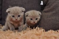 Лот: 7686106. Фото: 2. Шотландские котята. Животные и уход