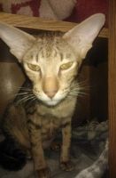 Лот: 4822413. Фото: 2. ориентальные котятане линяют не... Животные и уход