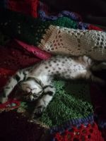 Лот: 19351311. Фото: 2. котенок. Животные и уход