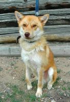 Лот: 1889129. Фото: 2. Лис, похожий на помесь акита-ину... Животные и уход