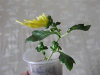 Лот: 826455. Фото: 2. Махровая хризантема жёлтая. Комнатные растения и уход