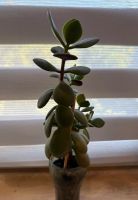 Лот: 24308007. Фото: 2. Денежное дерево n 2. Комнатные растения и уход