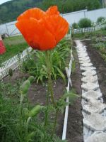 Лот: 2789461. Фото: 4. Папавер восточный Пиццикато многолетний. Красноярск