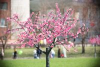 Лот: 3011640. Фото: 7. NIKON D3000 + KIT 18-55mm F3.5-5...