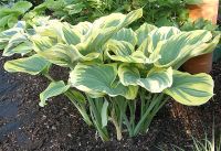 Лот: 25440224. Фото: 2. Хоста Меджик Фаер (hosta Magic... Семена, рассада, садовые растения