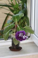 Лот: 3103720. Фото: 2. Глоксиния 47 (цветущая). Комнатные растения и уход