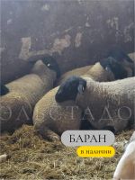 Лот: 19110570. Фото: 3. Суффолк немецкой селекции. Растения и животные