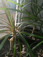 Лот: 14419585. Фото: 3. Пальма Драцена малиново-окаймленная. Растения и животные