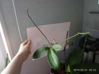 Лот: 13436358. Фото: 3. Орхидея фаленопсис с 2 цветоносами... Растения и животные