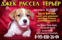 Лот: 10990172. Фото: 4. Щенки с документами Джек Рассел... Красноярск