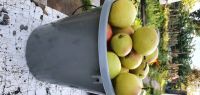 Лот: 16608649. Фото: 2. Груши вкусные из сада. Продукты