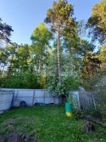 Лот: 25674657. Фото: 5. 1-комн. дача , СНТ Дорожник-2...