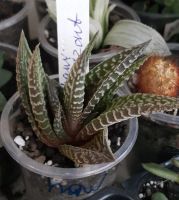 Лот: 8096763. Фото: 3. Хавортия haworthia pumila Horizont... Растения и животные