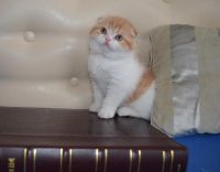 Лот: 3550959. Фото: 2. Очаровательный шотландский котик... Животные и уход