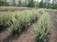 Лот: 9277272. Фото: 5. Пузыреплодник,живая изгородь,саженцы...