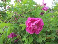 Лот: 5355434. Фото: 6. Роза морщинистая «Царица Севера...