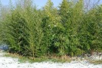 Лот: 5674292. Фото: 6. Бамбук золотистый. Саженцы.