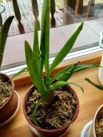Лот: 8290104. Фото: 2. Орхидея Одонтоглоссум (odontoglossum... Комнатные растения и уход