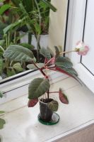 Лот: 3041457. Фото: 4. Глоксиния 3 (цветёт). Красноярск