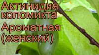 Лот: 14025213. Фото: 2. Актинидия коломикта мужской сорт... Семена, рассада, садовые растения
