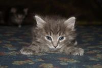 Лот: 9468972. Фото: 4. Котята, мальчик, пушистый. Красноярск