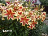 Лот: 11058000. Фото: 6. Лилия Роберт Свенсон
