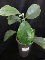 Лот: 13593182. Фото: 6. Hoya magnifica