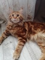 Лот: 17302302. Фото: 5. Котята мейн-кун