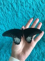 Лот: 12203725. Фото: 10. Дари эмоции. БаБоЧкА. Тропическая...