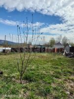 Лот: 25527338. Фото: 20. 0 дача , дачный посёлок Надежда...