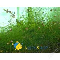 Лот: 109867. Фото: 2. яванский мох (vesicularia dubyana... Аквариумистика