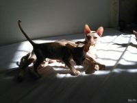 Лот: 8730563. Фото: 2. Котята сфинксы. Животные и уход