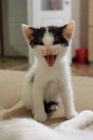 Лот: 8574397. Фото: 3. Котята. Растения и животные