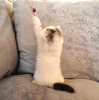 Лот: 5364141. Фото: 3. Хайленд вислоухий шоу класса. Растения и животные