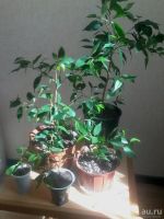 Лот: 9658247. Фото: 7. Фикус бенджамина высота от земли...