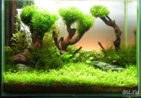 Лот: 13151679. Фото: 3. Риччия плавающая (Ricca fluitans... Растения и животные