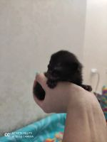 Лот: 16987734. Фото: 4. Котенок. Красноярск