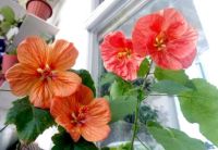 Лот: 10984888. Фото: 3. Семена абутилона гибридного "Бельвью... Растения и животные