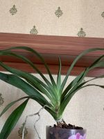 Лот: 16138986. Фото: 2. орхидея ангрекум. Комнатные растения и уход