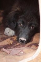 Лот: 2765848. Фото: 3. собака, выдерживает северные морозы... Растения и животные