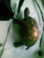 Лот: 6118082. Фото: 3. Ретро "Чёрепашка". Коллекционирование, моделизм