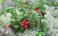 Лот: 7055880. Фото: 3. Ягода свежая, брусника "Ярцево... Красноярск