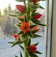 Лот: 14808523. Фото: 2. Эхеверия пульвината (Echeveria... Комнатные растения и уход